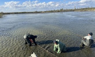 "ПАЕК" почав вилов риби зі своїх ставків на півдні України